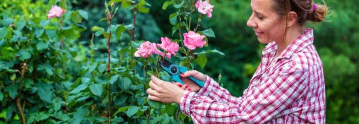 Frau schneidet einen Rosenbusch mit Schere